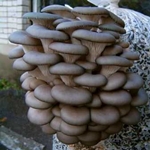 Kuinka kasvattaa oyster-sieniä kotona