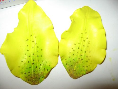 Lily vaahtomuovista