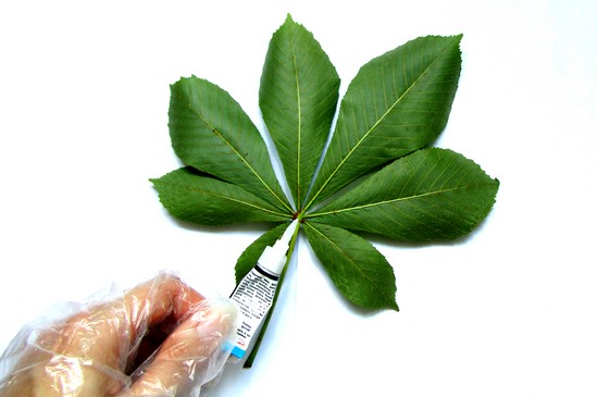 Oppiminen tekemään herbarium ja albumi hänelle omilla käsillään