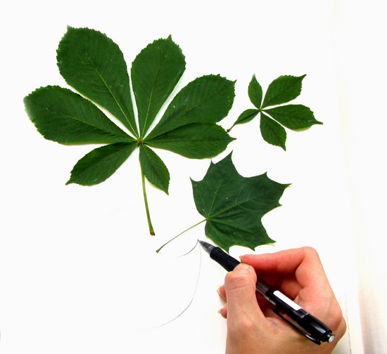 Oppiminen tekemään herbarium ja albumi hänelle omilla käsillään