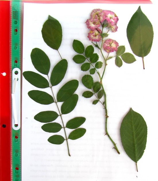 Oppiminen tekemään herbarium ja albumi hänelle omilla käsillään