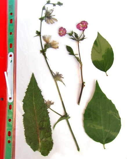 Oppiminen tekemään herbarium ja albumi hänelle omilla käsillään