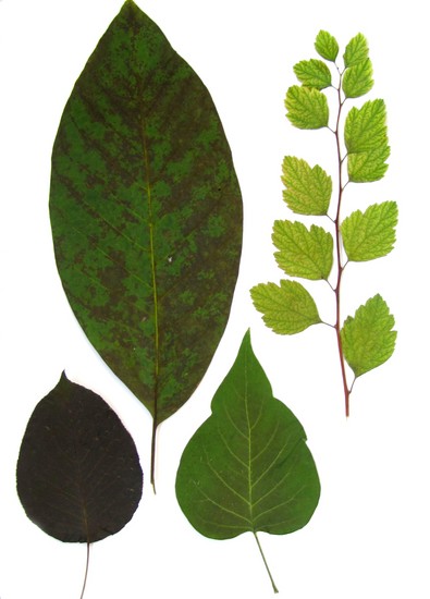 Oppiminen tekemään herbarium ja albumi hänelle omilla käsillään