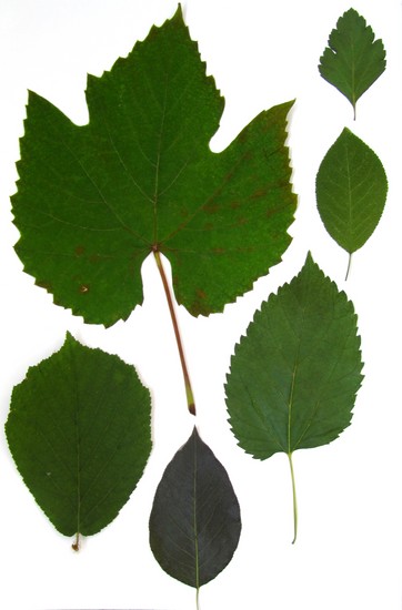 Oppiminen tekemään herbarium ja albumi hänelle omilla käsillään