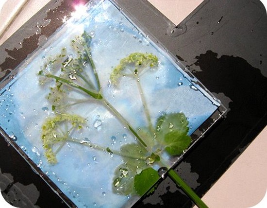 Oppiminen tekemään herbarium ja albumi hänelle omilla käsillään