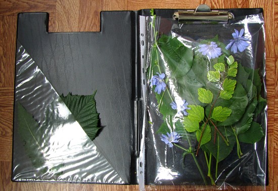 Oppiminen tekemään herbarium ja albumi hänelle omilla käsillään