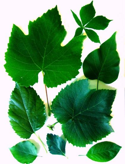 Oppiminen tekemään herbarium ja albumi hänelle omilla käsillään