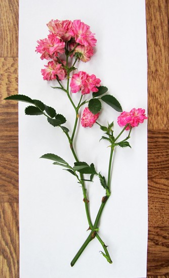Oppiminen tekemään herbarium ja albumi hänelle omilla käsillään