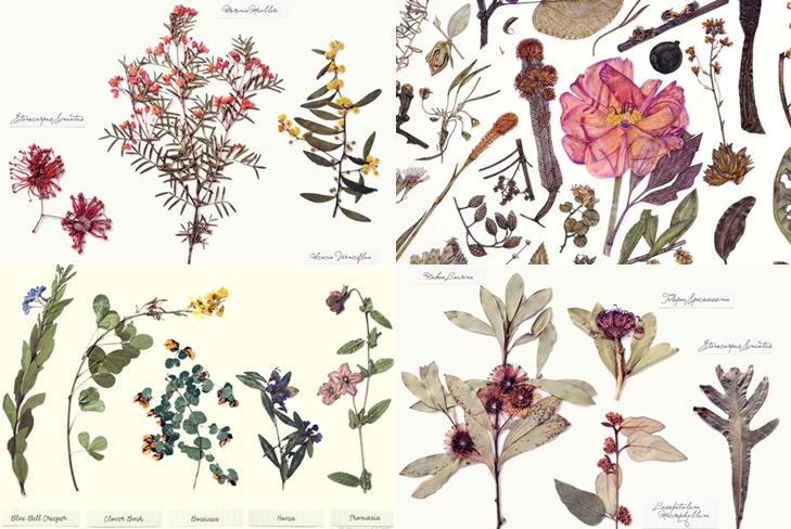 Miten tehdä ja järjestää herbarium lehtiä