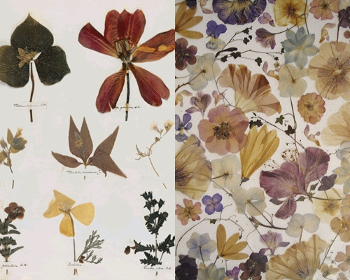 Miten tehdä ja järjestää herbarium lehtiä