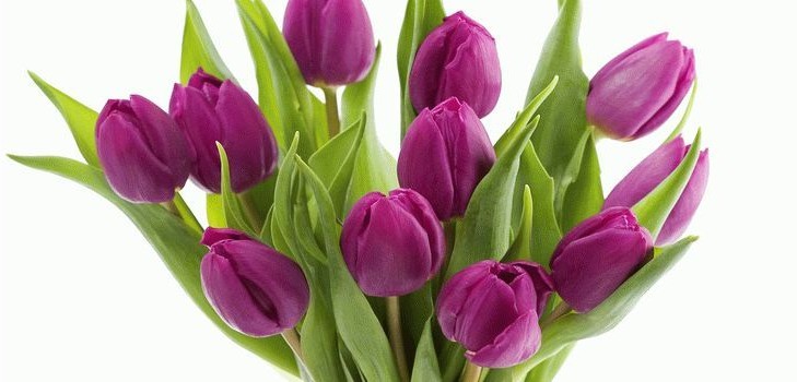 Tulppaanit kotona Tulppaanit kotona