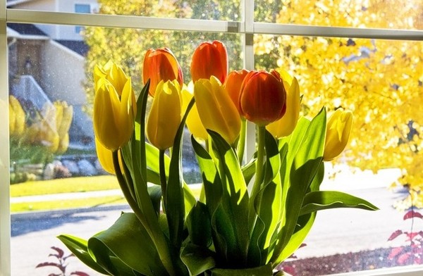Tulppaanit kotona Tulppaanit kotona