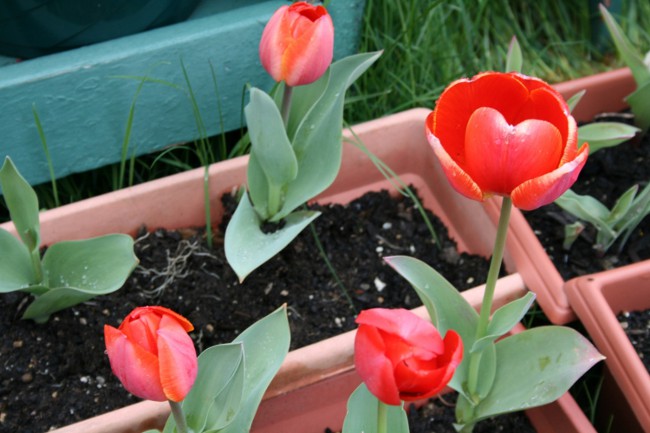 Tulppaanit kotona Tulppaanit kotona