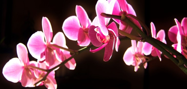 Orchid: hoito kukinnan jälkeen Orchid: hoito kukinnan jälkeen