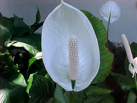 Transplantaatio spathiphyllum
