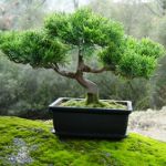 Miten kasvattaa bonsai