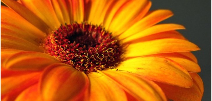 kaunis gerbera