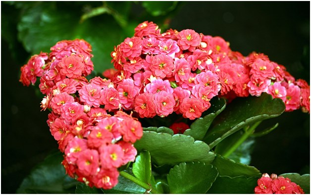 Kalanchoe-kukka