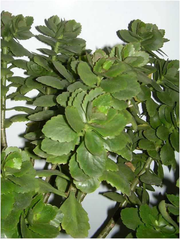 pistokkaita Kalanchoe