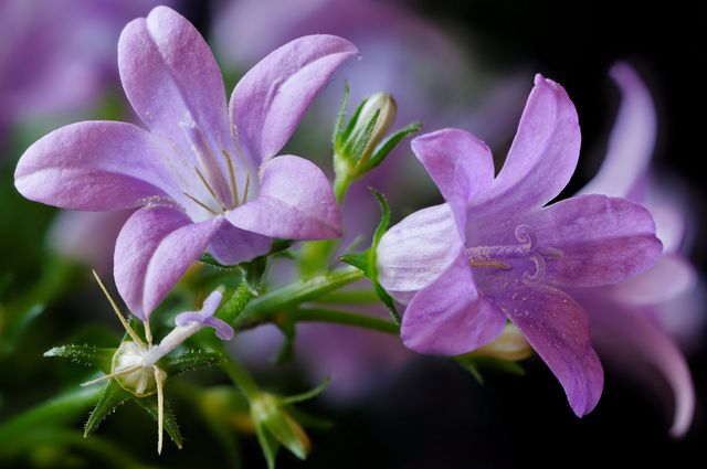 Campanula kotona - istutus ja hoito (video, valokuva): neuvoja aloitteleville kukkakulttuureille