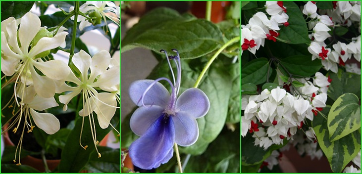 Clerodendrum - hoito