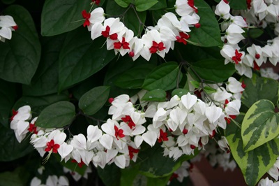 Clerodendrum - hoito