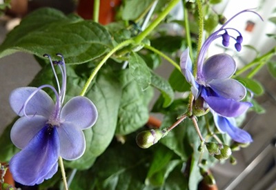 Clerodendrum - hoito