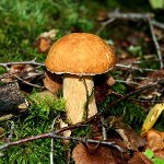 Milloin kerätä sieniä