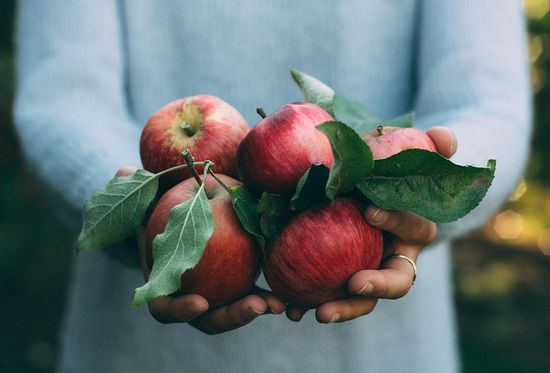 Milloin ja miten satoa omenat