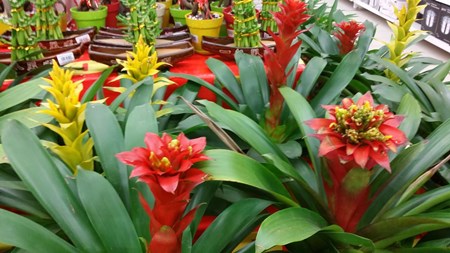 Kuinka hoitaa guzmania kotona Kuinka hoitaa guzmania kotona