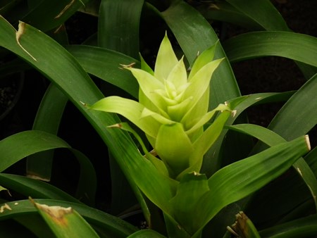 Guzmania: kuinka hoidetaan jalostuskautta Guzmania: kuinka hoidetaan jalostuskautta