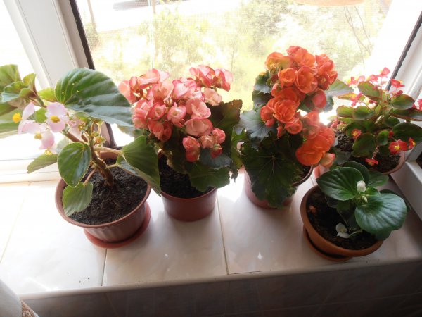 Indoor flower begonia: kotihoito