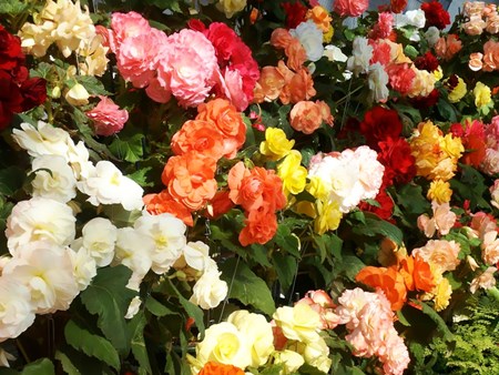 Indoor flower begonia: kotihoito