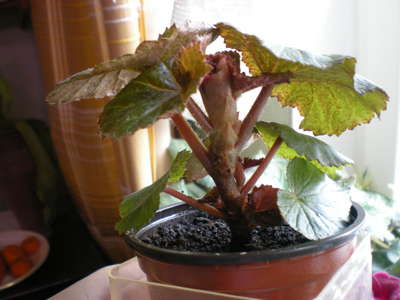 Indoor flower begonia: kotihoito