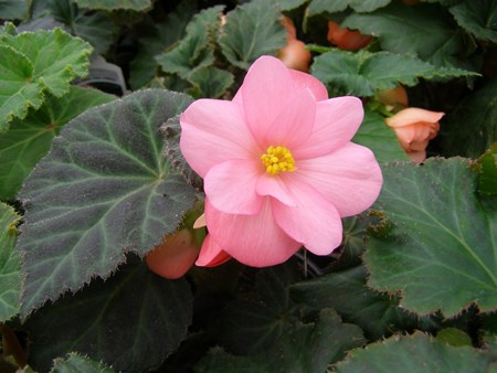 Indoor flower begonia: kotihoito