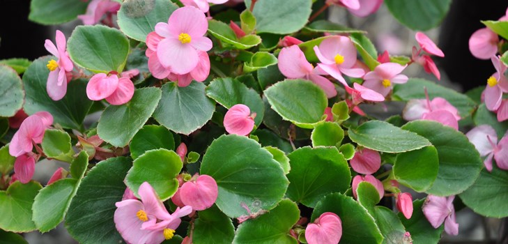 Indoor flower begonia: kotihoito