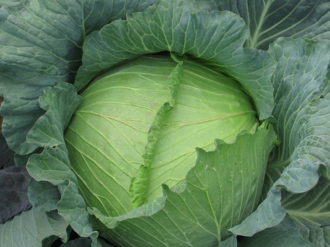 Cruciferae-kirppu: taistelutavat