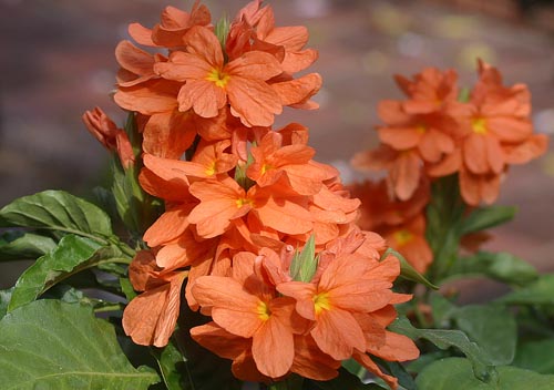 Crossandra: Laji