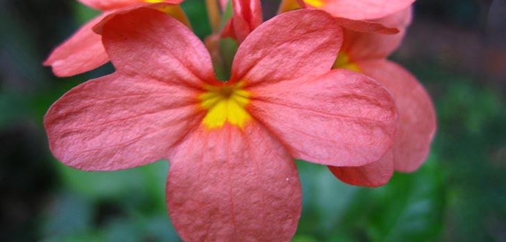 Crossandra: hoito ja valokuva