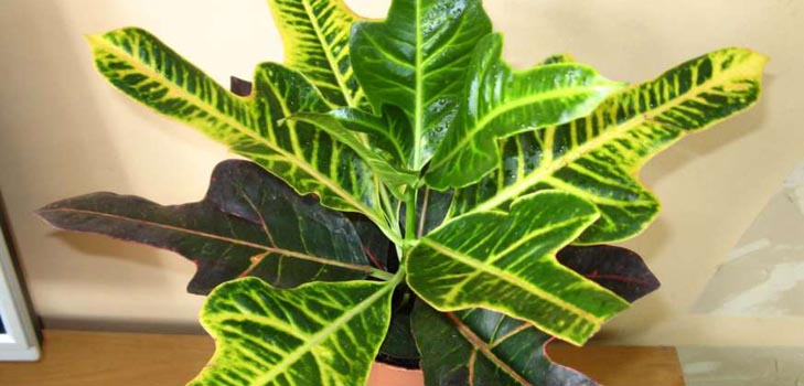 Croton: kotihoito