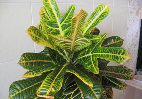 Croton: kotihoito