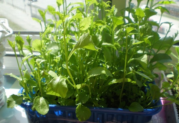 Puutarhan koristelu on ihastuttava lobelia. Lasku ja hoito valokuvilla ja videoilla