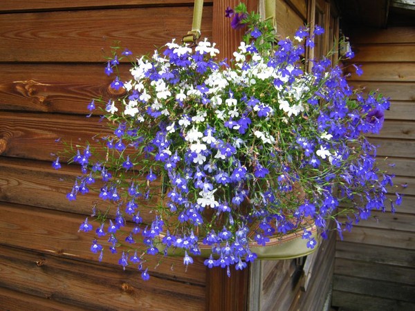 Puutarhan koristelu on ihastuttava lobelia. Lasku ja hoito valokuvilla ja videoilla