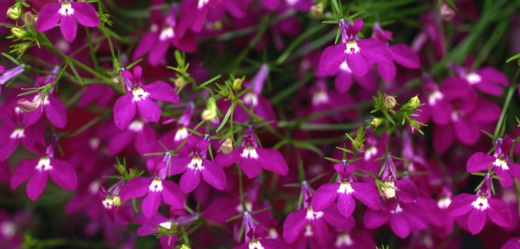 Puutarhan koristelu on ihastuttava lobelia. Lasku ja hoito valokuvilla ja videoilla