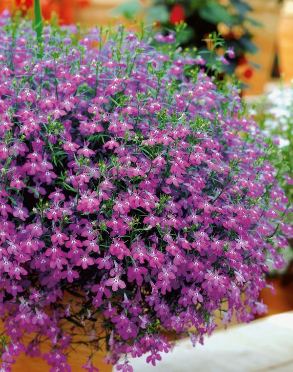 Puutarhan koristelu on ihastuttava lobelia. Lasku ja hoito valokuvilla ja videoilla