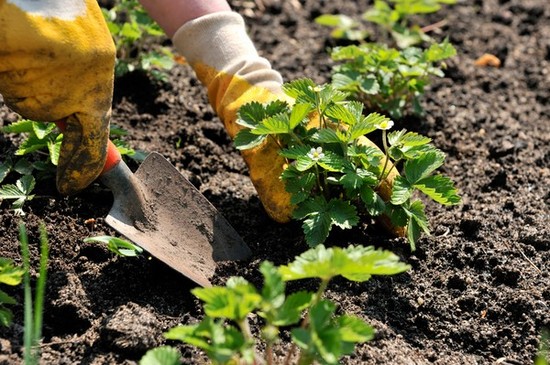 Hortikulttuurisen puutarhan kuun kalenteri elokuussa 2015