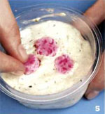 Saippua kädet: Sakura kukka Saippua kädet: Sakura kukka
