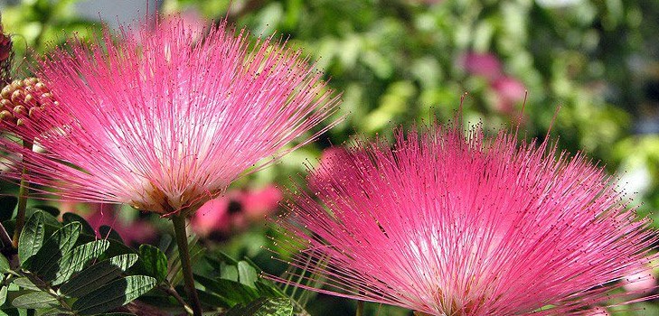 Mimosa ujo: hoidon ominaisuudet Mimosa ujo: hoidon ominaisuudet