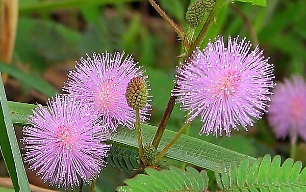 Mimosa ujo: hoidon ominaisuudet Mimosa ujo: hoidon ominaisuudet