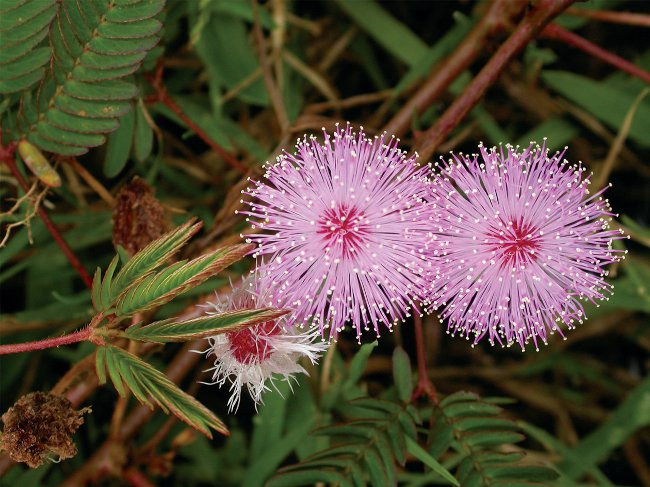 Mimosa ujo: hoidon ominaisuudet Mimosa ujo: hoidon ominaisuudet